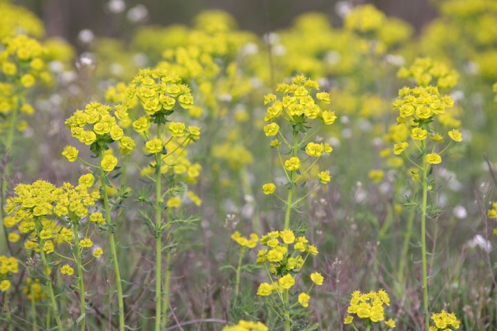 Euphorbia cyparissias